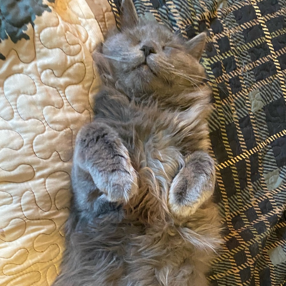 Meet your Posher, Taylor